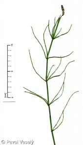 Attēlu rezultāti vaicājumam “Equisetum palustre”
