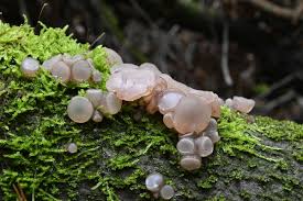 Attēlu rezultāti vaicājumam “Neobulgaria pura”