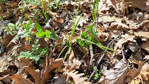 Attēlu rezultāti vaicājumam “Carex acutiformis leaf”