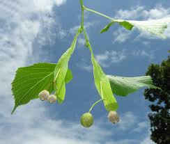 Attēlu rezultāti vaicājumam “Tilia platyphyllos subsp. platyphyllos”
