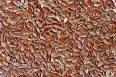 For other uses, see <b>Seed</b>