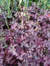 Image result for Heuchera Metallica