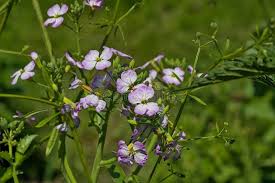Attēlu rezultāti vaicājumam “Raphanus raphanistrum flower”
