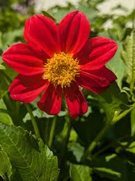 Image result for Dahlia hybrid.