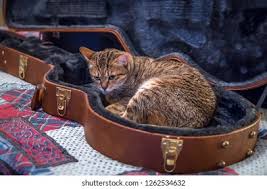 Image result for Cat sleeping in guitar