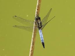 Attēlu rezultāti vaicājumam “Orthetrum cancellatum male”