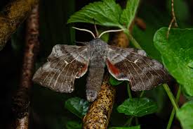 Attēlu rezultāti vaicājumam “Pheosia gnoma male”
