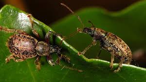 Attēlu rezultāti vaicājumam “Curculionidae”