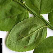 Attēlu rezultāti vaicājumam “Vaccinium myrtillus leaf”