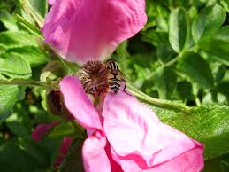 Attēlu rezultāti vaicājumam “Helophilus sp.”