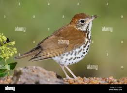 Image result for Hylocichla mustelina