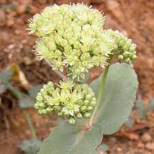 Attēlu rezultāti vaicājumam “Hylotelephium telephium”