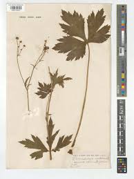 Attēlu rezultāti vaicājumam “Ranunculus lanuginosus bud”