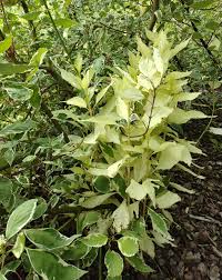 Attēlu rezultāti vaicājumam “Cornus alba”