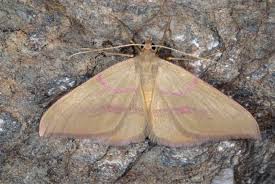 Attēlu rezultāti vaicājumam “Rhodostrophia vibicaria”