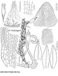 Attēlu rezultāti vaicājumam “Sciuro-hypnum curtum”