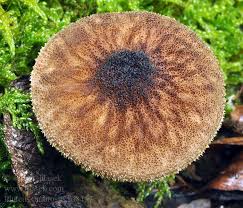 Attēlu rezultāti vaicājumam “Pluteus umbrosus”