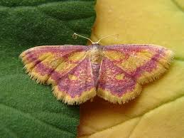 Attēlu rezultāti vaicājumam “Idaea muricata”