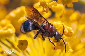 Attēlu rezultāti vaicājumam “Mutilla europaea”