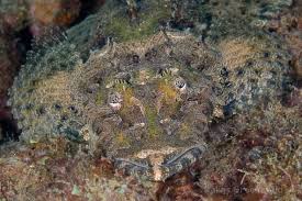 Image result for Platycephalus speculator