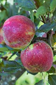 Attēlu rezultāti vaicājumam “Malus domestica fruit”