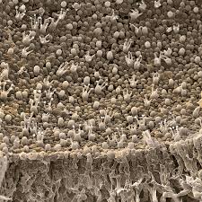 Attēlu rezultāti vaicājumam “Polyporus brumalis”