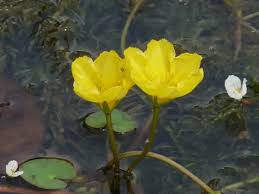 Image result for Seekanne