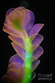 Attēlu rezultāti vaicājumam “Cinclidium stygium macro”