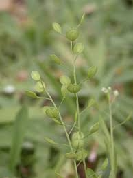 Attēlu rezultāti vaicājumam “Lepidium densiflorum fruit”