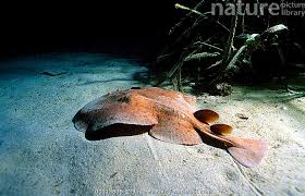 Image result for Torpedo marmorata