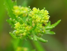 Attēlu rezultāti vaicājumam “Rorippa palustris flower”