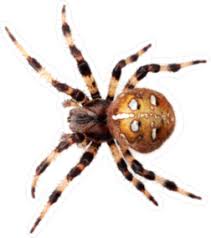 Attēlu rezultāti vaicājumam “Araneus diadematus”