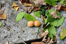 Attēlu rezultāti vaicājumam “Ginkgo biloba fruit”