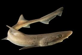Image result for Mustelus mustelus