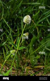 Attēlu rezultāti vaicājumam “Trifolium montanum”