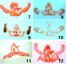 Attēlu rezultāti vaicājumam “Ancylis badiana”