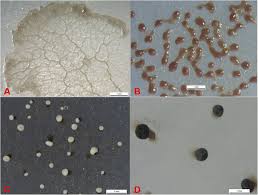 Attēlu rezultāti vaicājumam “Didymium bahiense”