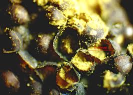 Attēlu rezultāti vaicājumam “Lycogala ustulatum sessile”