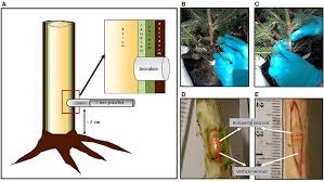 Attēlu rezultāti vaicājumam “Heterobasidion parviporum”