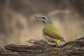 Attēlu rezultāti vaicājumam “Picus canus female”