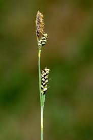 Attēlu rezultāti vaicājumam “Carex panicea”