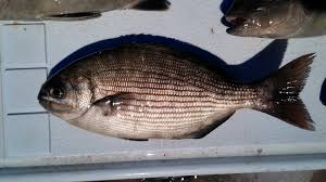 Image result for Kyphosus