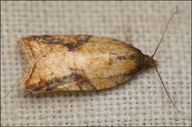 Attēlu rezultāti vaicājumam “Acleris aspersana”