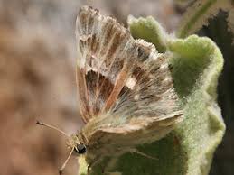 Attēlu rezultāti vaicājumam “Carcharodus floccifera underside”