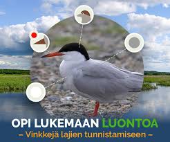 Attēlu rezultāti vaicājumam “Najas tenuissima”