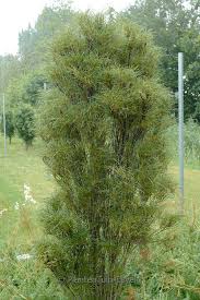 Attēlu rezultāti vaicājumam “Frangula alnus”