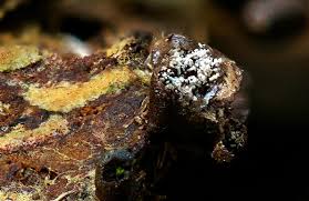 Attēlu rezultāti vaicājumam “Physarum bitectum macro”