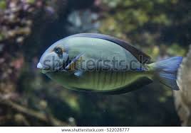 Image result for Acanthurus chirurgus