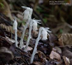 Attēlu rezultāti vaicājumam “Plantago uniflora flower”
