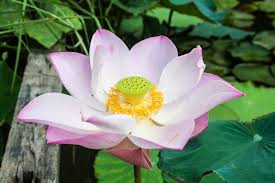 Attēlu rezultāti vaicājumam “Lotus sp. flower”